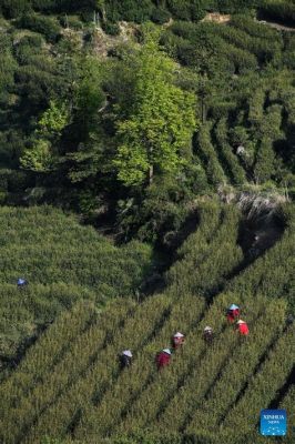 富陽雲霧山莊怎麼樣，不妨來看看這個神秘的地方是否值得一訪？